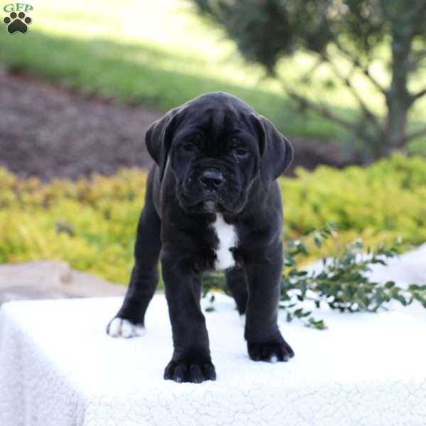 Dean, Cane Corso Puppy